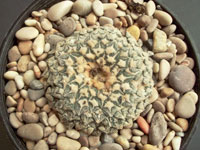 Ariocarpus kotschoubeyanus v. albiflorous